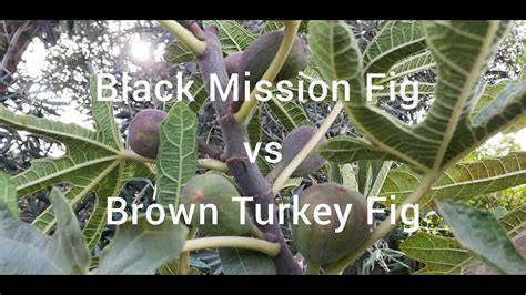 black jack fig vs brown turkey